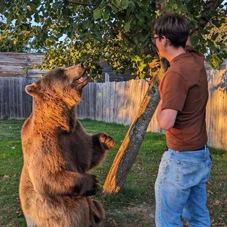 캠프장 Cosy Avec Terrasse A - Api-1-52-755 *